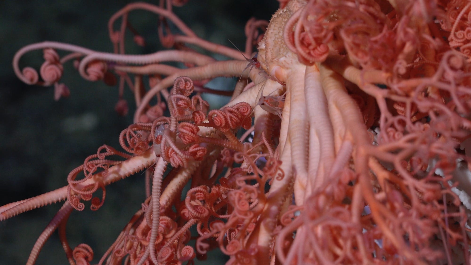 marine basket stars underwater