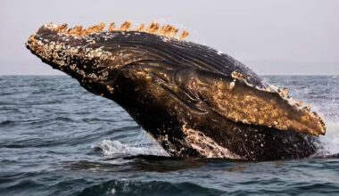 Scientists Found Something Alarming In Whale Breath