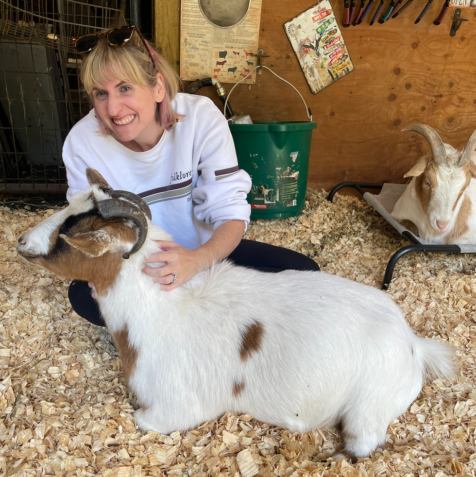 a person interacts with a goat in a barn environment