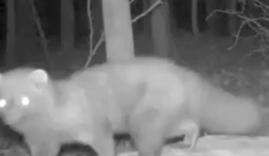 See it: Fisher caught on camera in Cuyahoga County in over 100 years