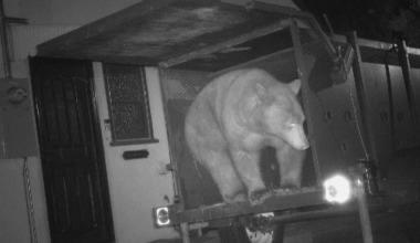 Trap intended for bear living under Altadena home catches another bear