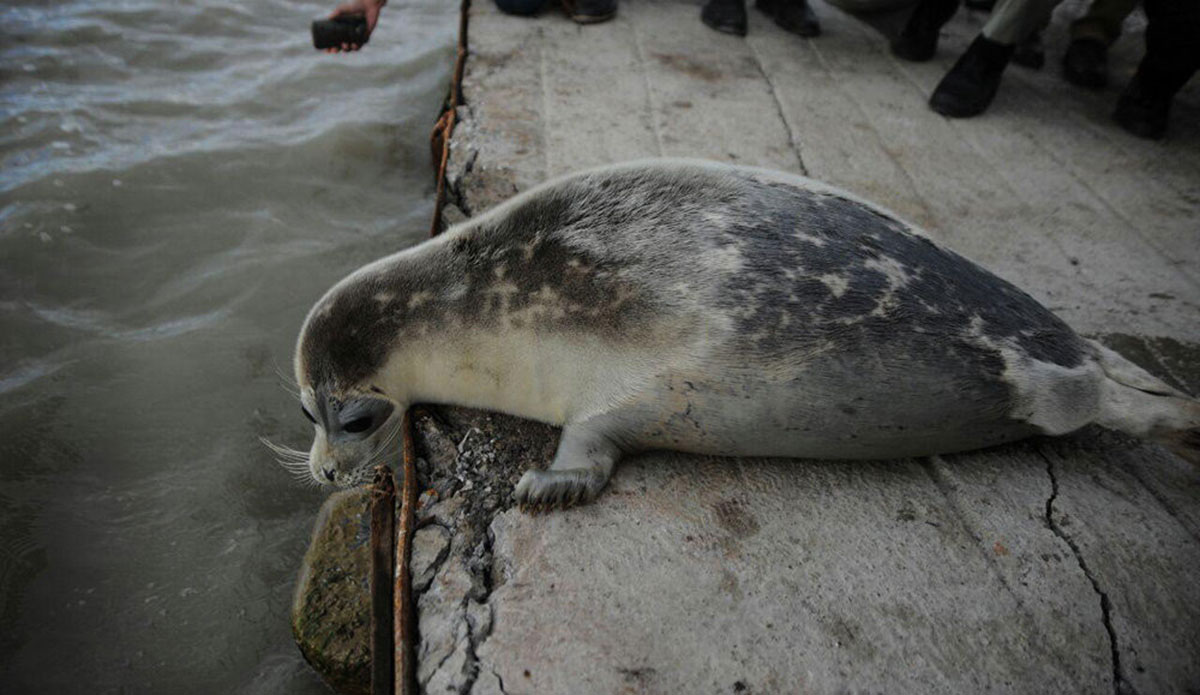 caspian seal lying on a concrete jetty in Russia