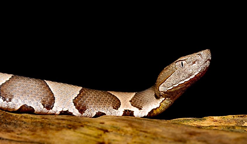 Copperhead