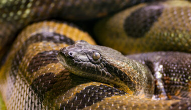 Anacondas Reached Their Enormous Size 12 Million Years Ago and Never Looked Back » Explorersweb