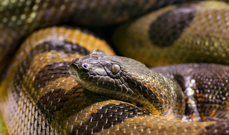 Anacondas Reached Their Enormous Size 12 Million Years Ago and Never Looked Back » Explorersweb