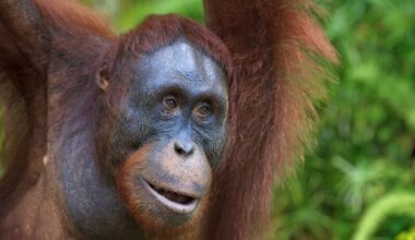 A close-up view of a young Tapanuli orangutan