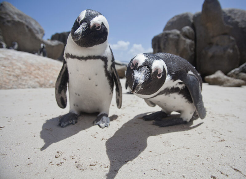 Two African penguins look into the camera.