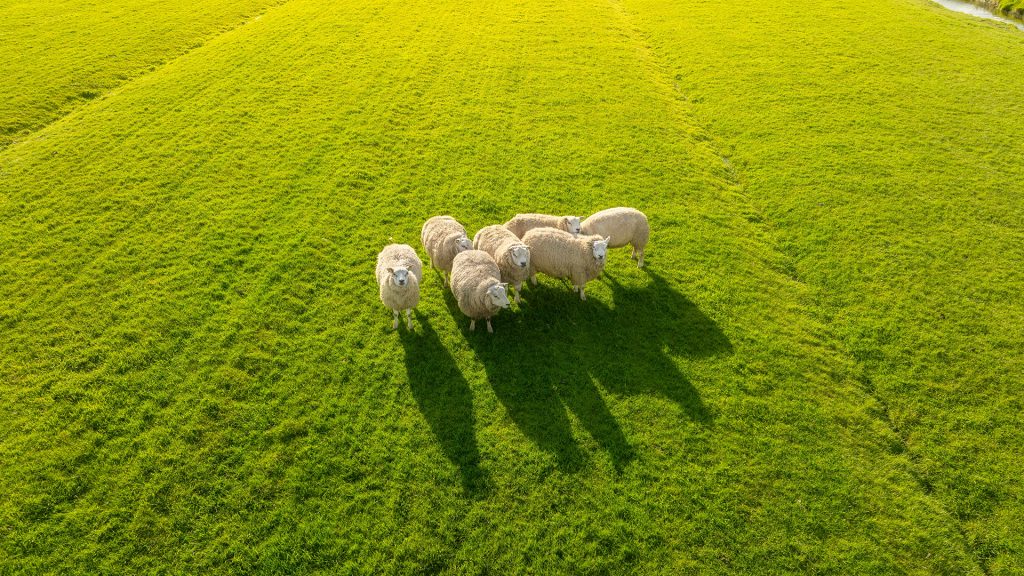 Animal health as a sustainability driver for Europe’s food system