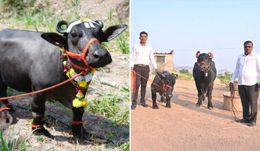 Split image of Radha by herself and with a larger water buffalo