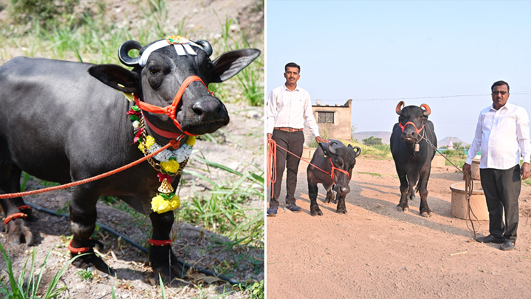 Split image of Radha by herself and with a larger water buffalo