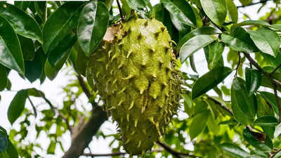 Soursop leaf compounds show potential against cervical cancer, study finds