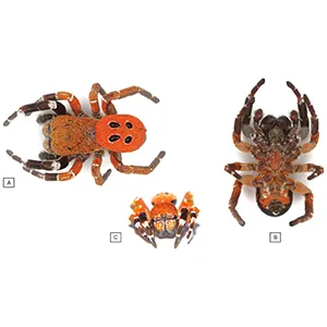 Habitus photo of the new spider species Eresus rubrocephalus sp. n. (A) Dorsal view, (B) ventral view, and (C) frontal view. Credit: MDPI