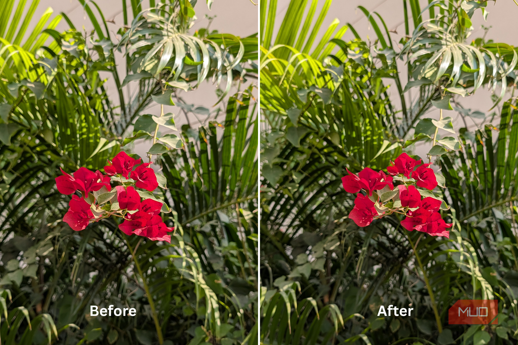 Google Pixel 10 Pro Camera Sample (Left: sRGB and Right: Display P3)