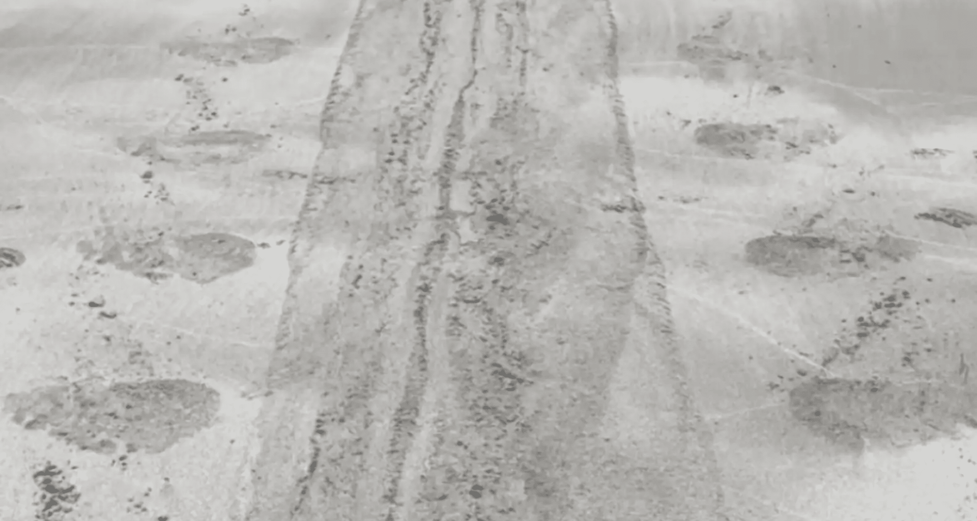 Strange Tracks In The Sand Lead To Massive, Rare Living Giant