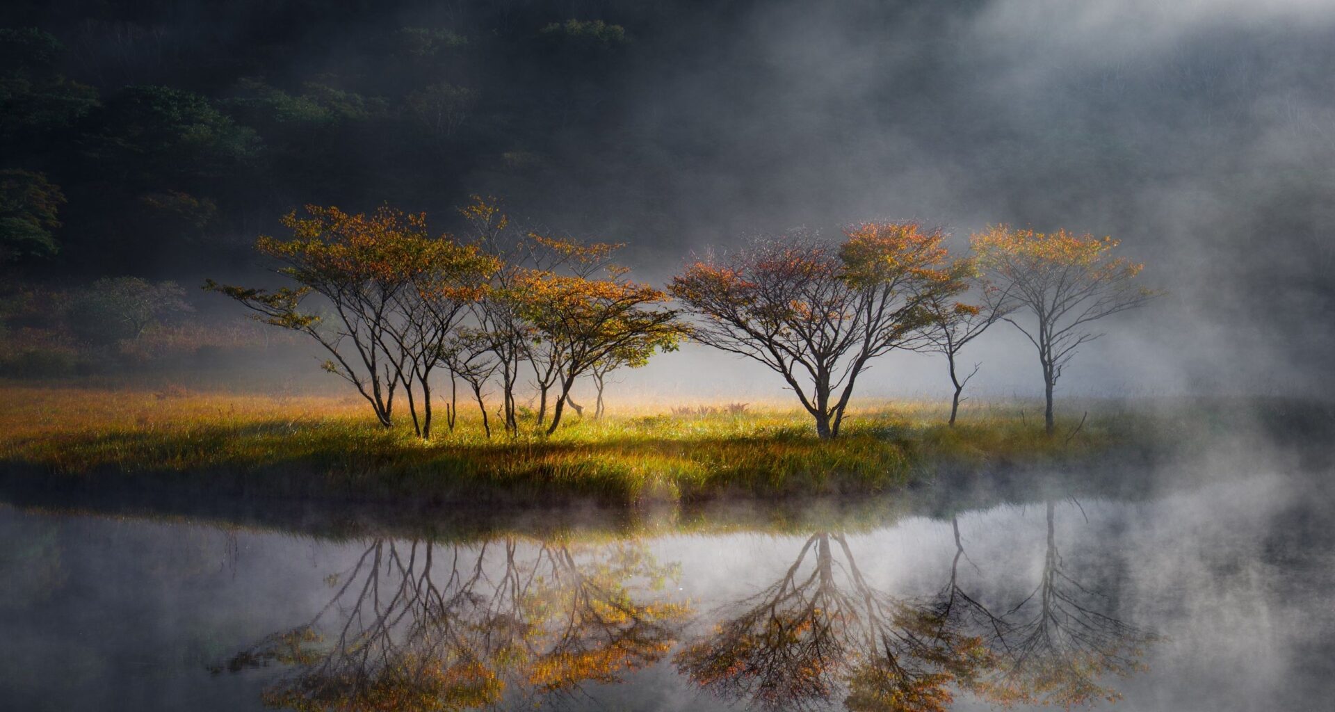 This magical photo series won gold and evokes the mystical beauty of Japan's waterside trees – shot with two Panasonic full-frame cameras