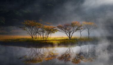 This magical photo series won gold and evokes the mystical beauty of Japan's waterside trees – shot with two Panasonic full-frame cameras