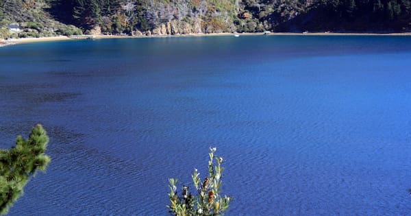 The marine species that 'totally disappeared' from Marlborough Sounds