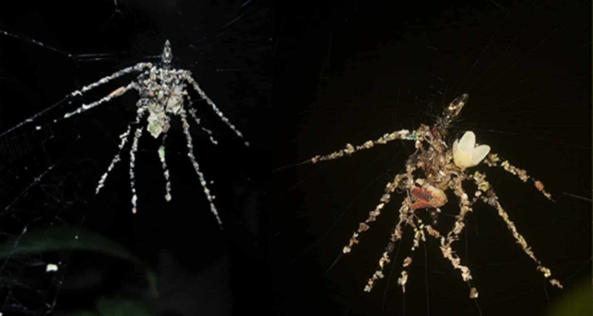 The First Cyclosa Individual Found Exhibiting A Spider Like Stabilimentum In Madre De Dios, Peru. And The Stabilimentum And Spider Of The Peruvian Cyclosa Sp. Showing The Spider's Position Above T