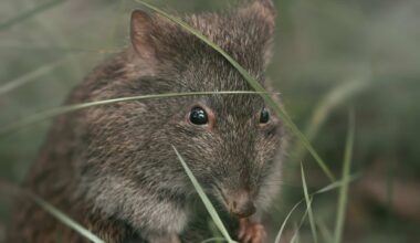 The Potoroo