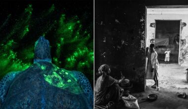 Split image: Left, a sea turtle seen from above glows with green bioluminescence in dark water. Right, a black-and-white scene shows people inside a dim, rustic room, one standing by a doorway while a child stands outside.