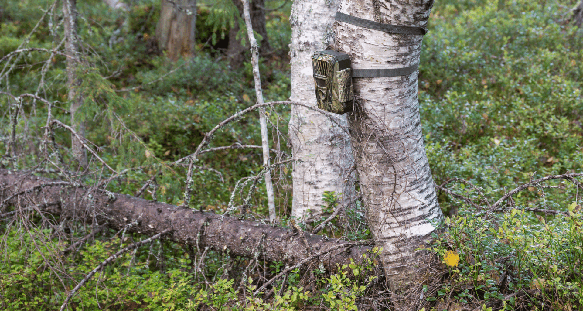 Trail Camera Captures Epic Fight Between Two Elusive Predators—a Rare Moment In The Wild Caught On Film!