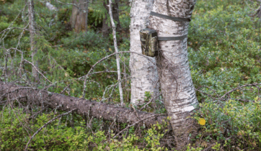 Trail Camera Captures Epic Fight Between Two Elusive Predators—a Rare Moment In The Wild Caught On Film!