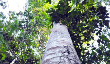 New tree species hid in plain sight for over 40 years — and now it’s almost extinct