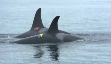 Two Northern Orcas Near Hanson Island With Electronic Tags Planted By Researchers.