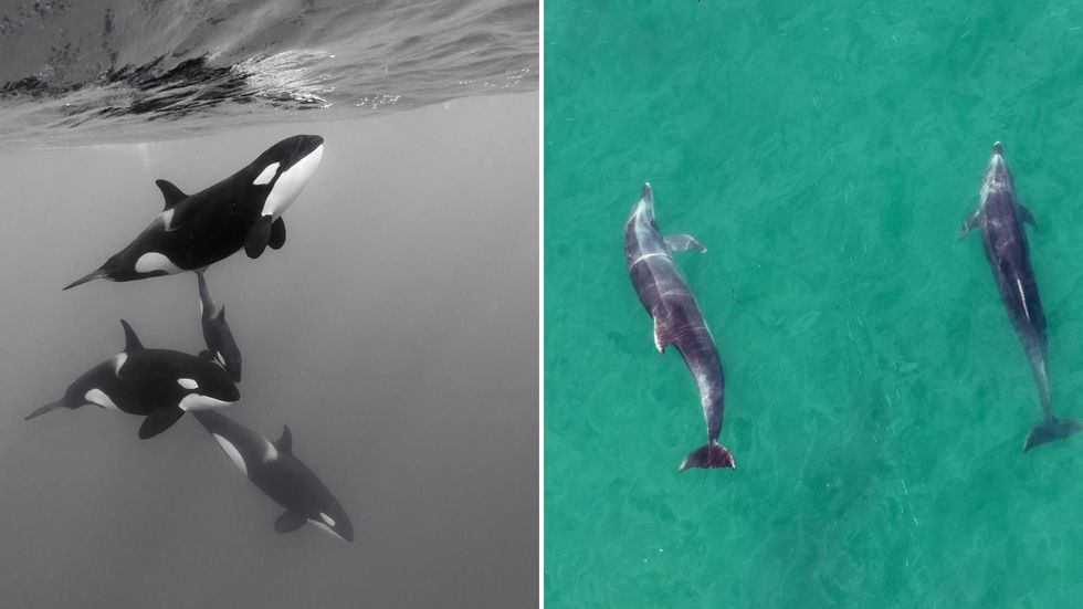 \u200bDolphins and killer whales