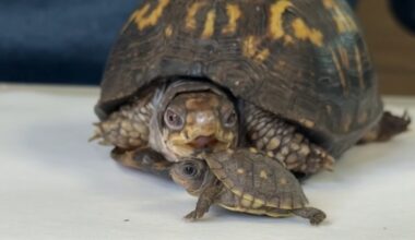 Rockalina the rescued turtle has a tiny new friend : NPR