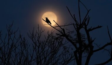 Photos show the last supermoon of the year shining in December skies