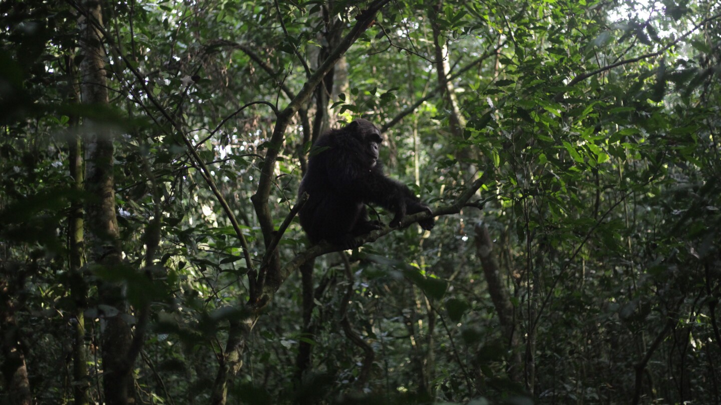 How a Ugandan won the trust of a rainforest chimp leader