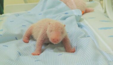 First giant panda cub born in Indonesia squeals and squirms in park video