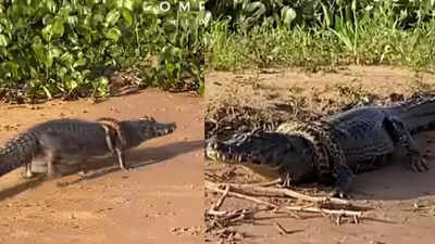 Watch: Caiman walks calmly while giant anaconda wraps around its body in Brazil’s Pantanal; video goes viral