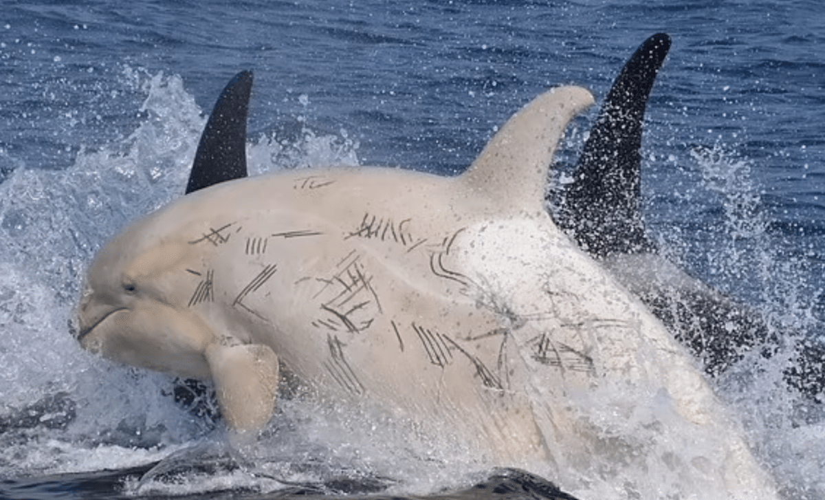 White Orca
Credit: Rina Nagashima/ Magnus News