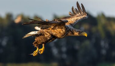White-tailed eagles: return to English skies after 240 years
