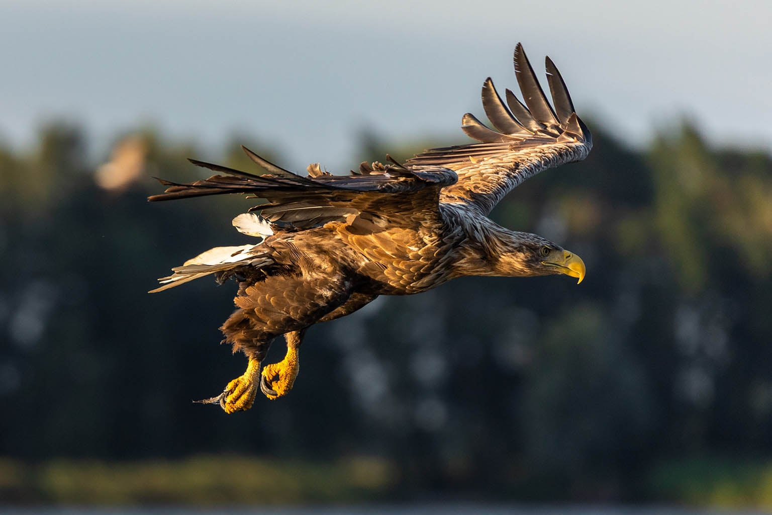White-tailed eagles: return to English skies after 240 years