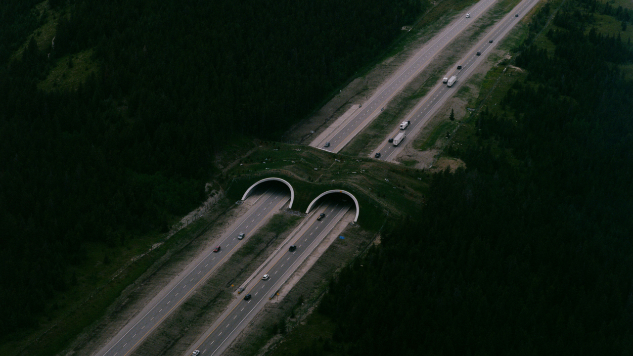 Wildlife Crossings Reconnect a Natural World Divided by Highways