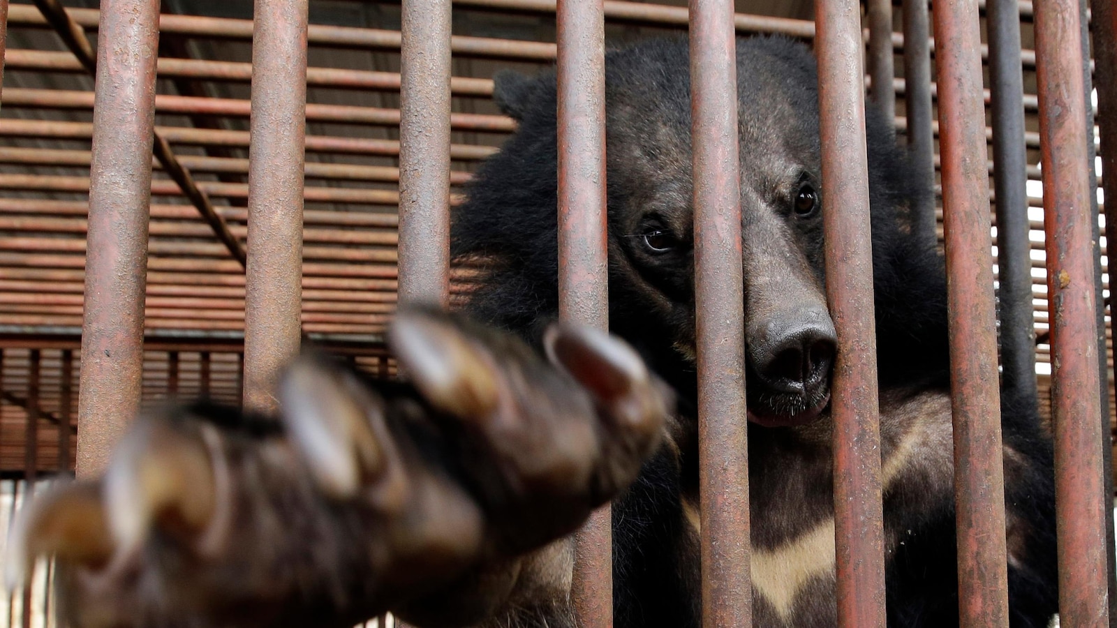 South Korea will end breeding of bears and extraction of their bile