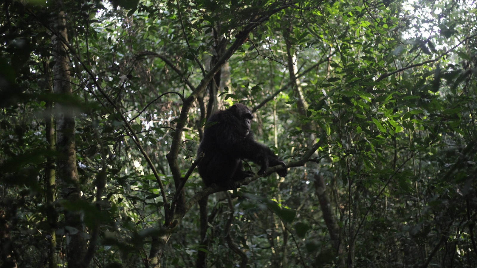 Conservationists connect with chimps in a Ugandan rainforest as they seek a sense of communion