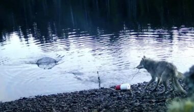 The wolf pulls on the rope to bring the trap closer in.