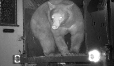 Trap to Catch Bear Living in Crawl Space Under California Home Captures the Wrong Animal