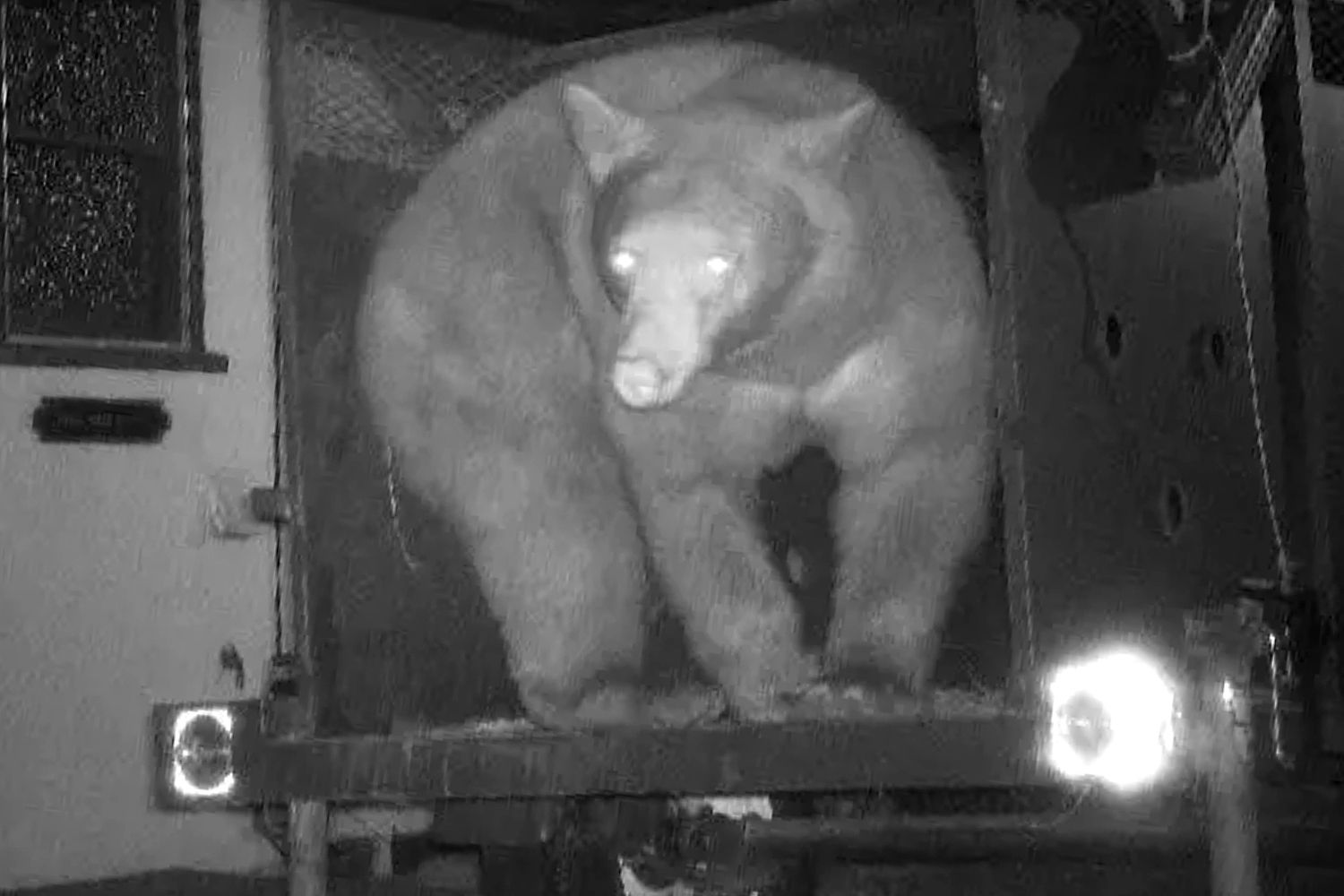 Trap to Catch Bear Living in Crawl Space Under California Home Captures the Wrong Animal