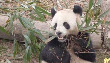Pandas return home, celebrating China–France friendship - news.cgtn.com
