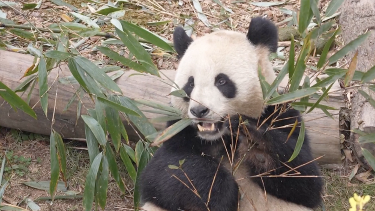 Pandas return home, celebrating China–France friendship - news.cgtn.com