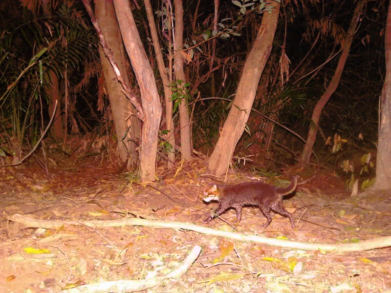 A small mammal with dark fur and a white facial mask walks across the forest floor at night, captured by a trail camera. Tall trees and scattered leaves surround the animal.