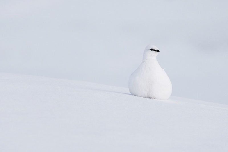 A white ptarmigan with a small black streak above its eye sits on a snowy landscape, blending in almost perfectly with its surroundings.