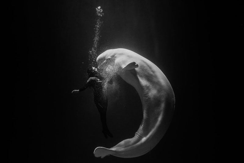 A person swims underwater facing a large beluga whale, both surrounded by bubbles and darkness, creating a dramatic, intimate scene in black and white.