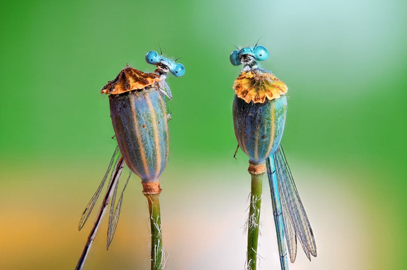 Two blue damselflies perched on dried flower buds, facing the camera. Their wings and bodies blend with the greenish-blue stems, and the background is a soft, blurred green.