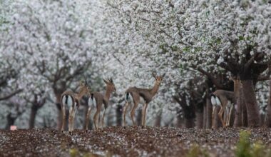 Wildlife smuggling, poison, rabies rise in 2025, alongside uptick in nature visits